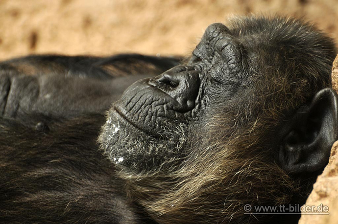 Silvia, vieja hembra de chimpance operada con exito de cataratas