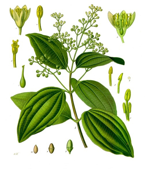 Canela (Cinnamomum verum)